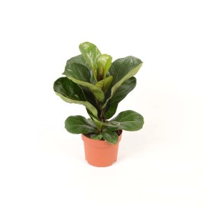 Piccola pianta d'appartamento Ficus in vaso con grandi foglie verdi.