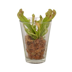Mix di piante carnivore in vaso di vetro, vaso Ø 13cm, pianta carnivora.