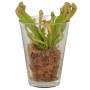 Mix di piante carnivore in vaso di vetro, vaso Ø 13cm, pianta carnivora.