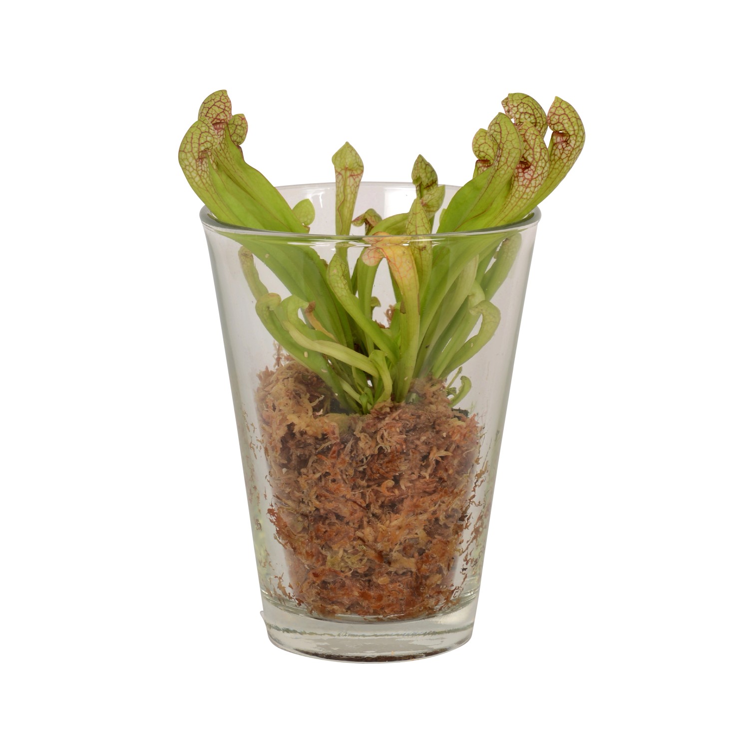 Mix di piante carnivore in vaso di vetro, vaso Ø 13cm, pianta carnivora.