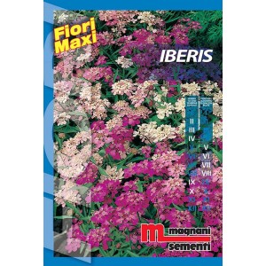 Confezione di semi di Iberis (t.b.t.) con fiori di iberide rosa, viola e bianchi.