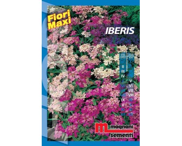 Semi fiori Iberis