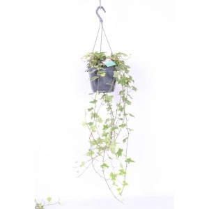 Edera pensile (Edera) in vaso con lunghi viticci.