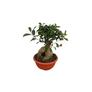 Bonsai di Ficus in vaso: Pianta da interno con foglie verdi e radice distintiva.