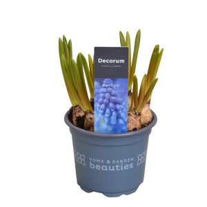 Giacinto blu (Muscari) in vaso, pianta bulbosa da fiore per interni.