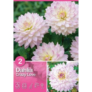 Dalia 'Crazy Love': Fiori delicati bianchi e rosa, ideale per aiuole e vasi.