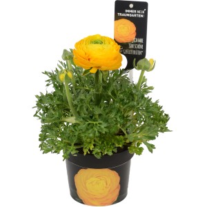 Ranuncolo giallo in vaso, una pianta primaverile colorata per giardino e balcone.