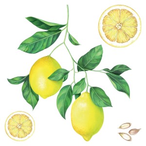 Adesivo da parete: Ramo di limone con frutti e fette di limone come decorazione.