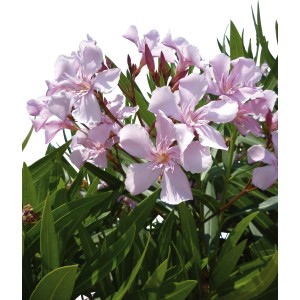 Arbusto di oleandro in fiore con fiori rosa chiaro e foglie verdi.