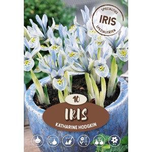 Iris Katharine Hodgkin multicolore (10 pezzi) in vaso, ideale per giardino e balcone.