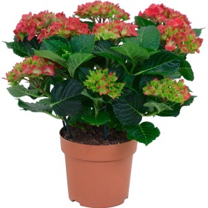 Ortensia da interno rossa in vaso, circa 14 cm di diametro, con fiori rossi rigogliosi.