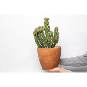 Cactus t.b.t. verde in vaso marrone, tenuto in mano.