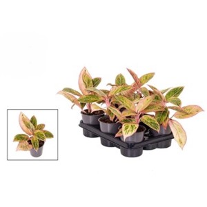 Piante multiple t.b.t. in vaso su un vassoio. Piante da interno con foglie rosa e verdi.