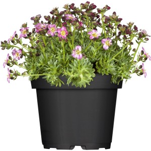 Muschio sassifraga da giardino Duo in vaso con fiori rosa e rossi. Perenne Saxifraga per il giardino.