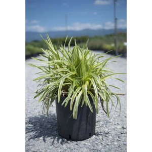 t.b.t. in vaso, una pianta perenne decorativa e resistente per il giardino.