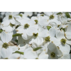 Primo piano dei fiori bianchi di Corniolo (t.b.t.).