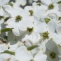 Primo piano dei fiori bianchi di Corniolo (t.b.t.).