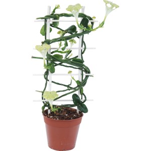 Fiore lanterna rampicante (Ceropegia sandersonii) in vaso con supporto.