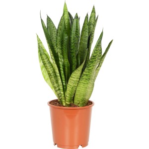 Sanseveria Moonshine in vaso, ca. 14 cm Ø, pianta d'appartamento verde.