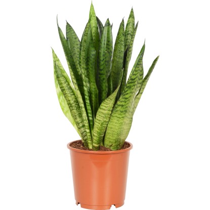 Moonshine vaso Ø ca. 14 cm (Sanseveria)