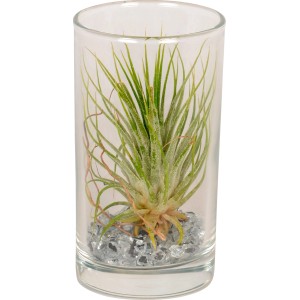 Composizione di Tillandsia in vetro, vaso Ø ca. 10 cm, con pietre decorative.