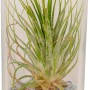 Composizione di Tillandsia in vetro, vaso Ø ca. 10 cm, con pietre decorative.