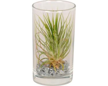 Tillandsia in vaso di vetro alto Ø 10 cm (0)