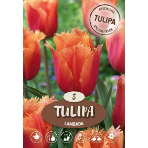 Tulipano Crispa Lambada con fiori rosso-arancio frangiati per aiuole e bordure.