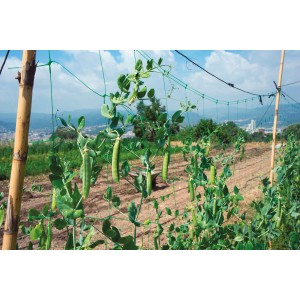 Piante di piselli rampicanti su una rete di supporto verde in giardino.