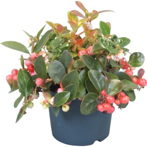 Gaultheria procumbens (Wintergreen) in vaso con bacche rosse e foglie verdi.