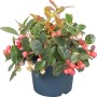 Gaultheria procumbens (Wintergreen) in vaso con bacche rosse e foglie verdi.