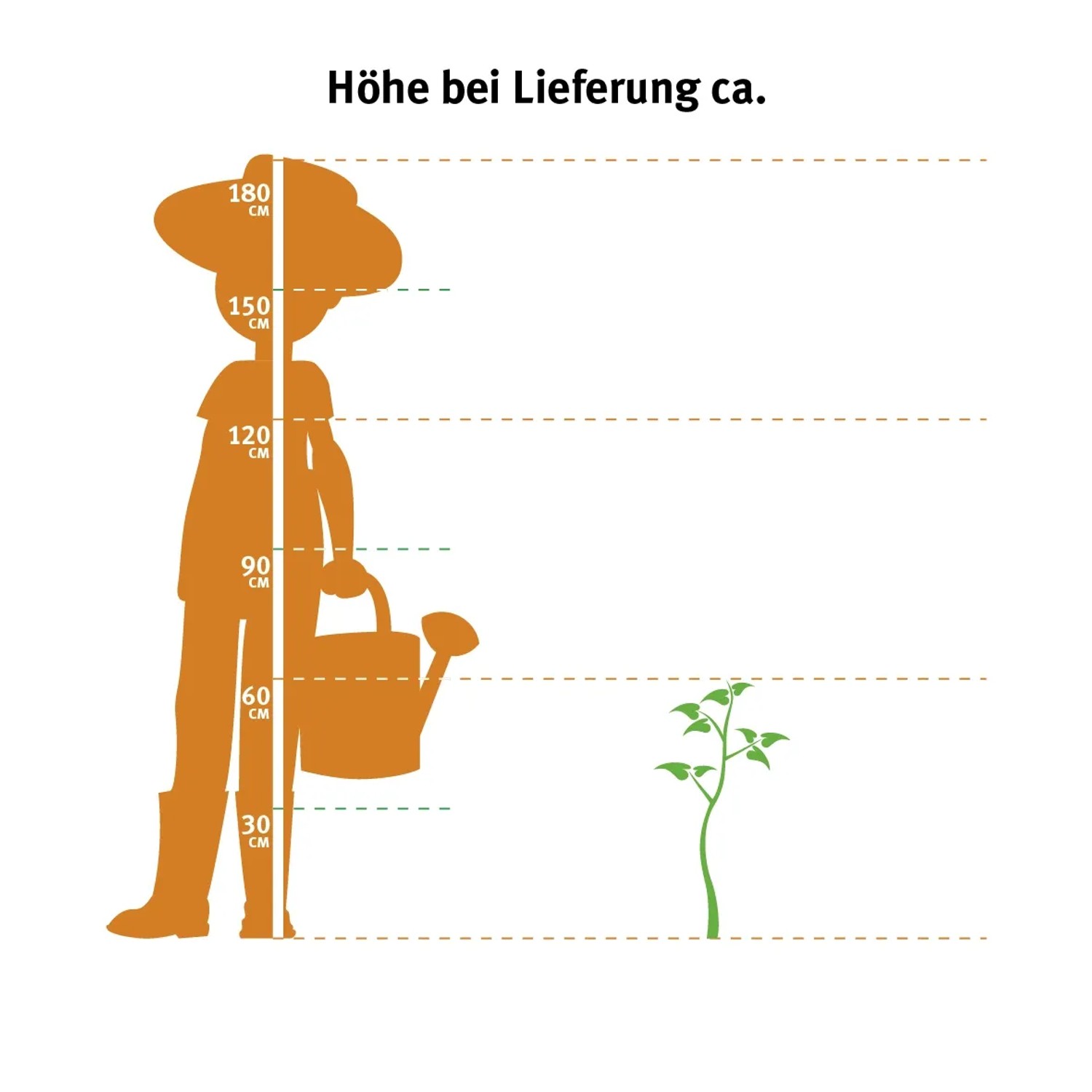 Confronto dimensioni: Piede di elefante (Beaucarnea recurvata) accanto a una persona con annaffiatoio per mostrare l'altezza di consegna.
