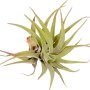 Close-up di una Tillandsia verde (Tillandsia Mix) con foglie appuntite.