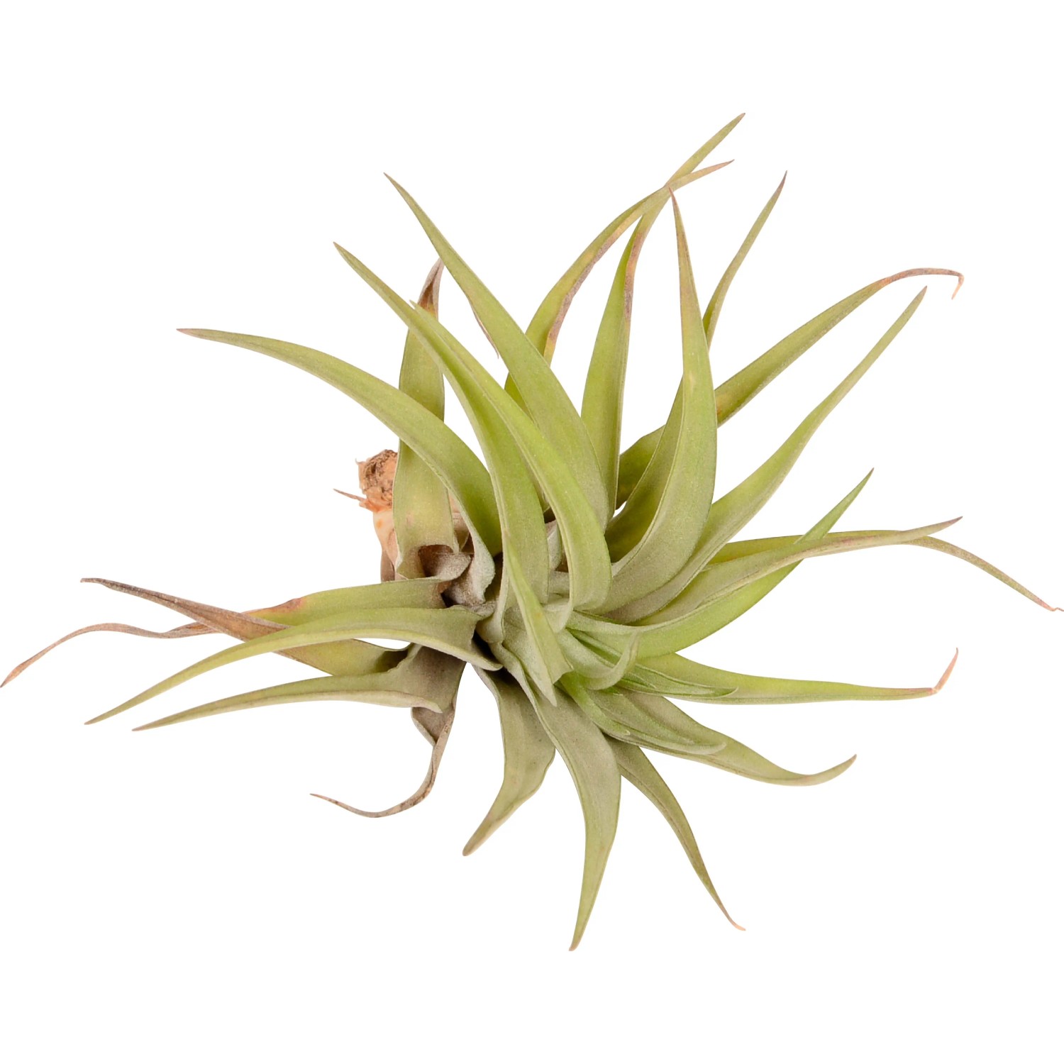 Close-up di una Tillandsia verde (Tillandsia Mix) con foglie appuntite.