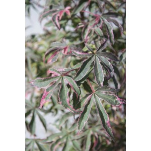 Primo piano dell'Acero 't.b.t.' con foglie verde-rosa.