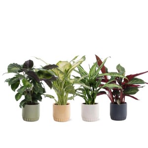 t.b.t. Composizione di piante da interno con quattro piante diverse in vasi colorati.