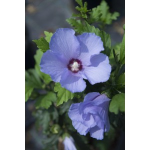 Ibisco blu 'Altea' con foglie verdi. Pianta da fiore estiva per giardino e balcone.