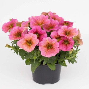 Fiore primaverile t.b.t. rosa in vaso per giardino o balcone.