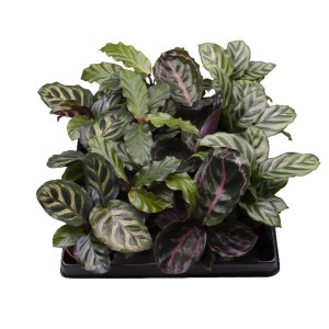 Diverse piante da interno t.b.t. in un vaso nero.