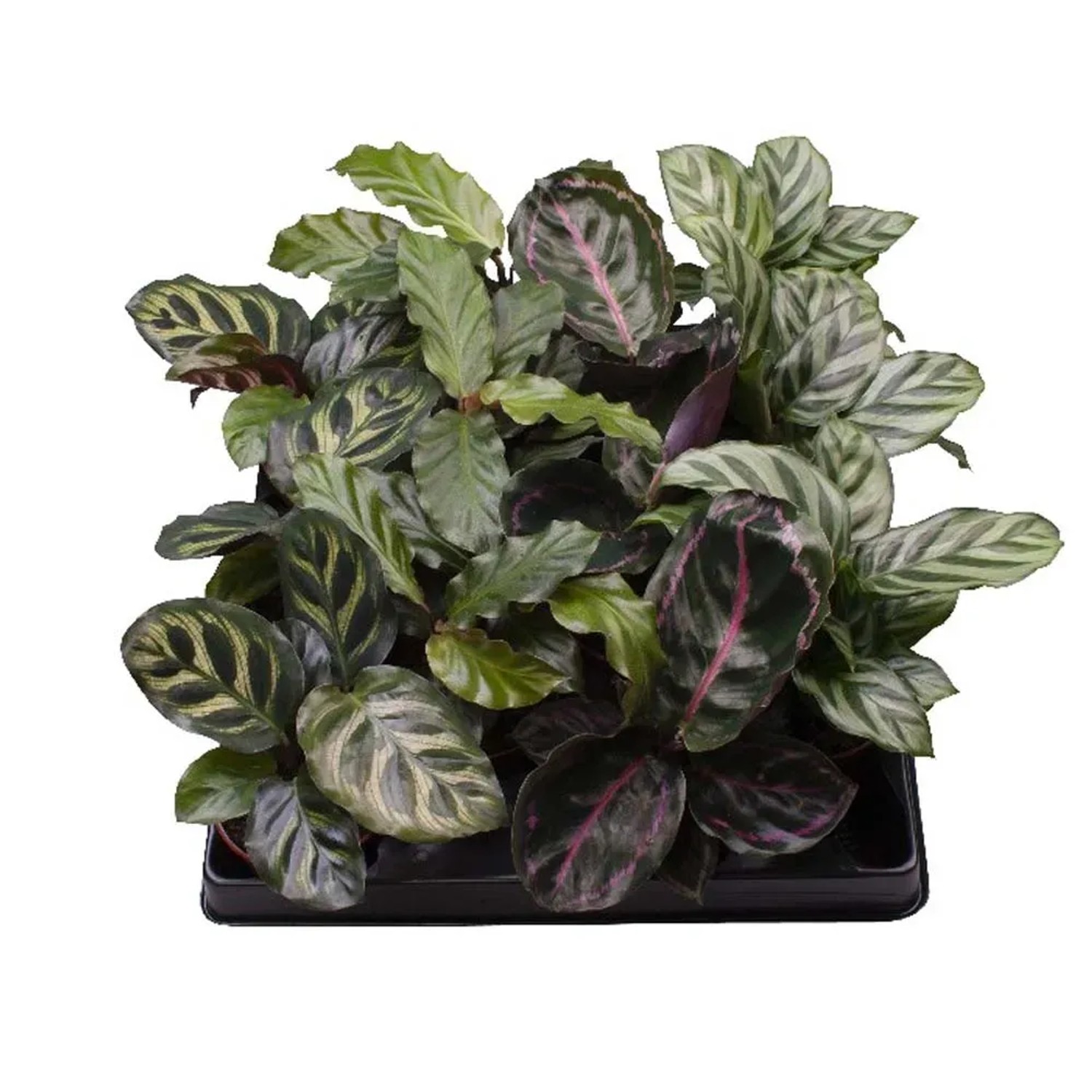 drachenbaum Drachenbaum kaufen – Elegante Zimmerpflanze – MO BLUMEN