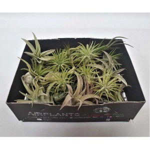 Scatola con diverse Tillandsie, note anche come piante aeree.