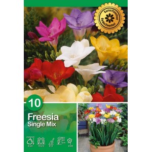 Mix di fresie con fiori colorati, ideale per aiuole e vasi.