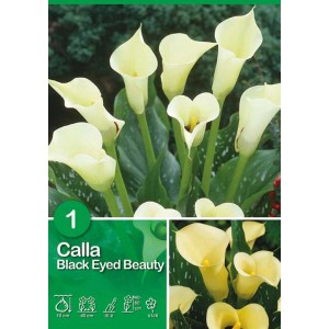 Calla Black Eyed Beauty color crema, ideale per aiuole e vasi.