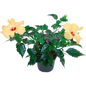 Ibisco rosa Hawaii Mix in vaso, fiore giallo con centro rosso, pianta esotica da interno.