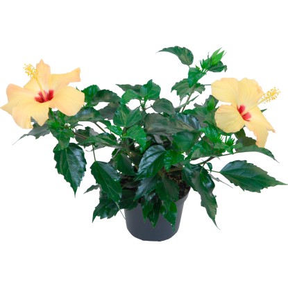 Ibiscus Hawaii mix Ø 13 cm