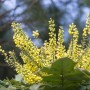 Arbusto ornamentale a fiori gialli, Mahonia, dettagliato.