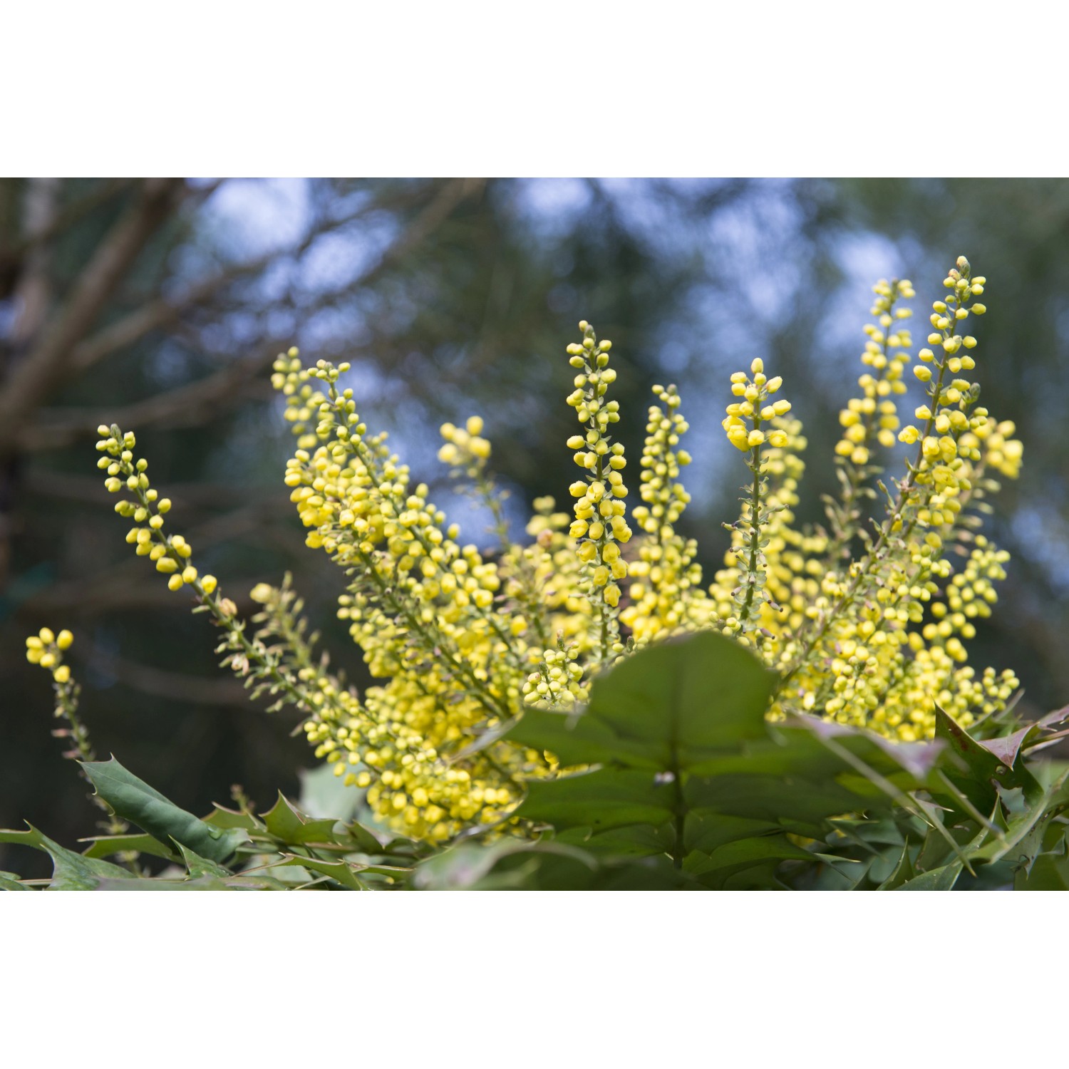 Arbusto ornamentale a fiori gialli, Mahonia, dettagliato.