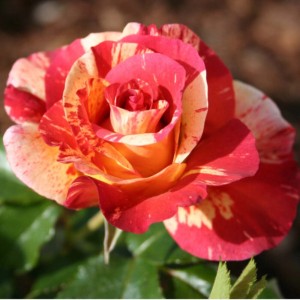 Primo piano di una rosa antica a strisce rosse e gialle.
