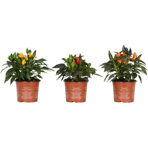 Peperoncino ornamentale (Capsicum) in vari colori in vaso, ideale per balconi e terrazze.