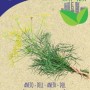 Confezione di semi di aneto biologico di Blumen, Anethum graveolens L.